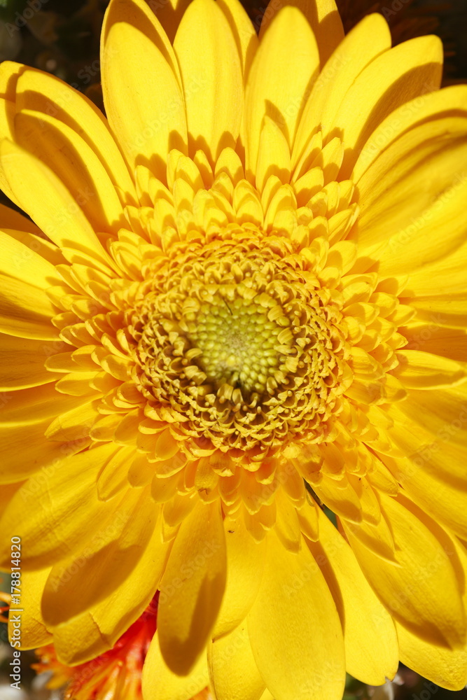 Chrysantheme gelbe  Blume