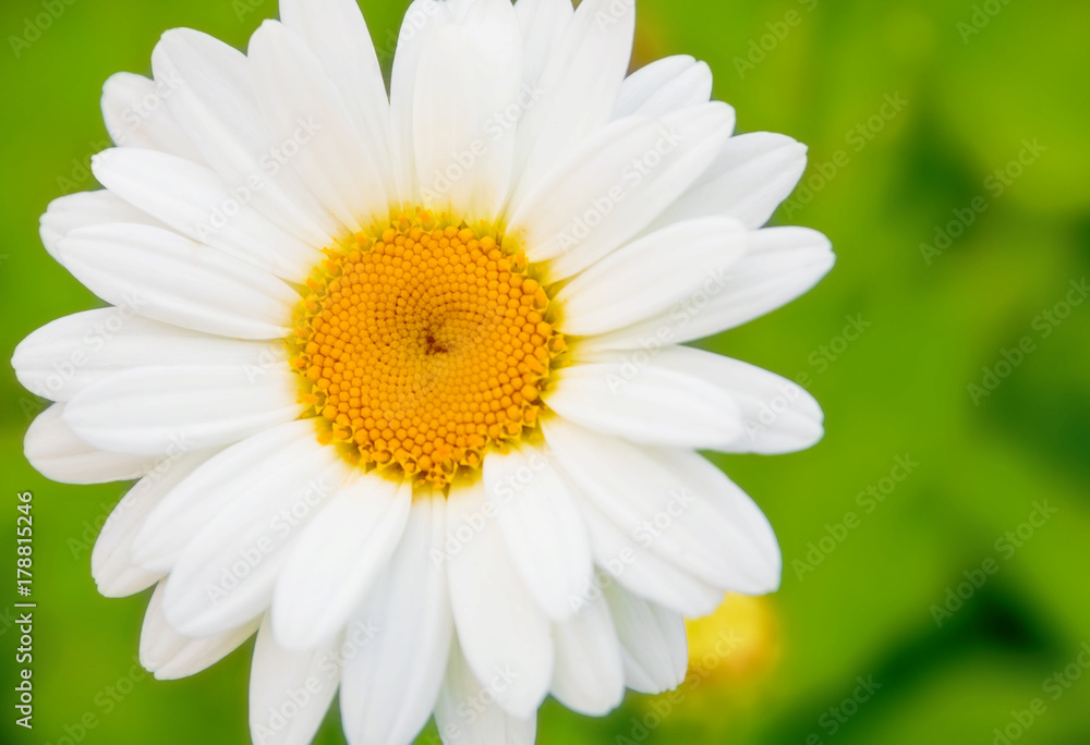 Fototapeta premium Daisy Close-up With Green Blurry Background