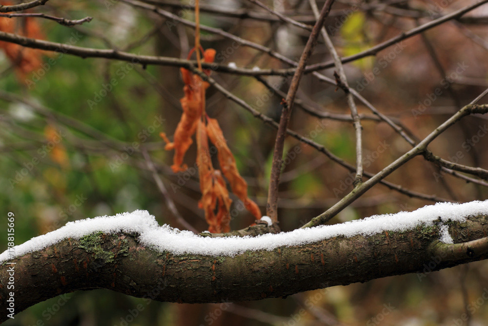 Set Snow on Grass, leaves and tree. Set Snow on Grass, leaves and tree.