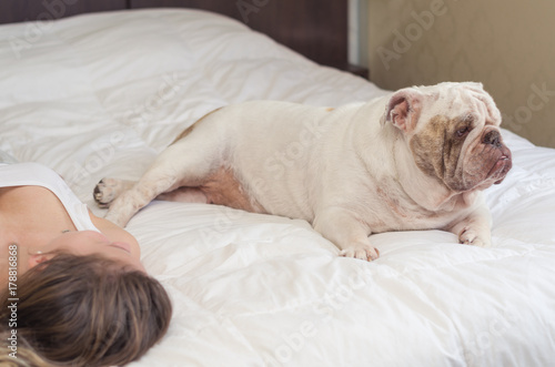 Cão, cachorro, bulldog inglês, deitado na cama do lado do dono, mulher.