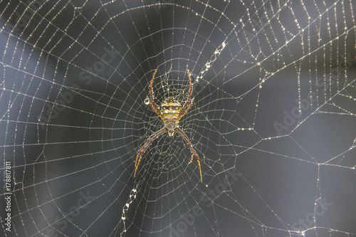 Black and yellow garden spider on web with black background