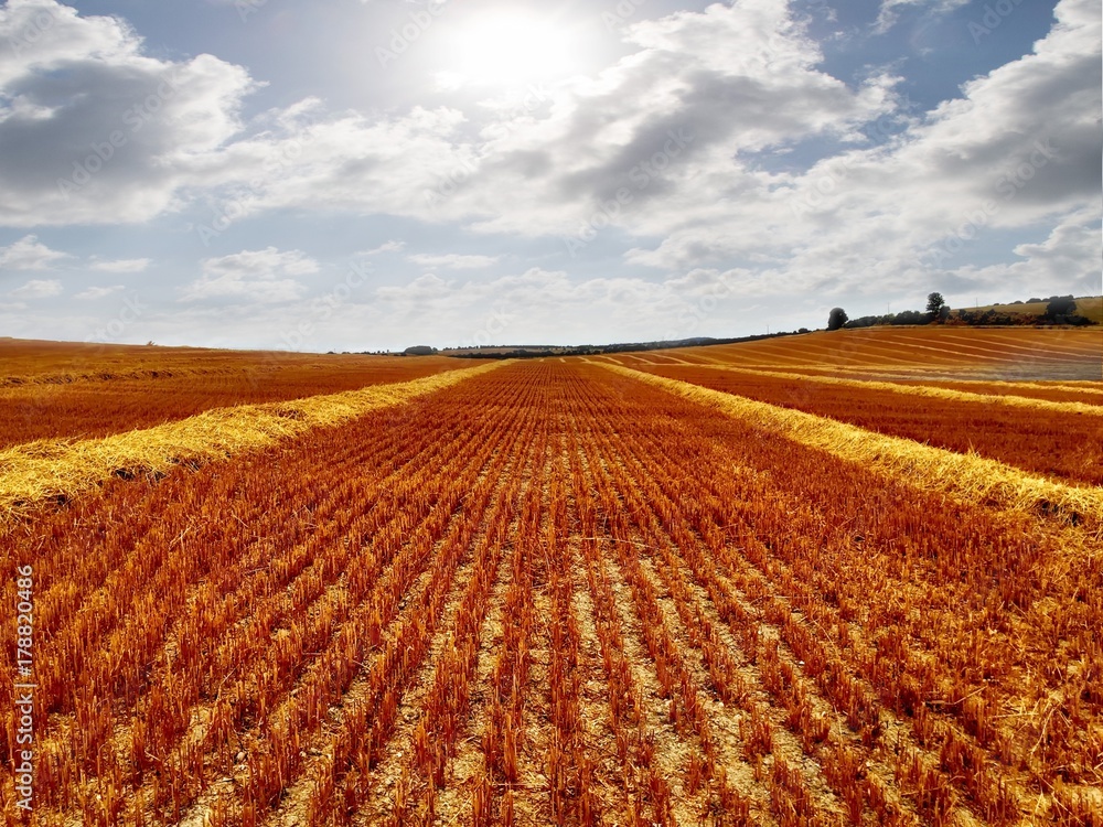After the crop has gone After the crop has gone