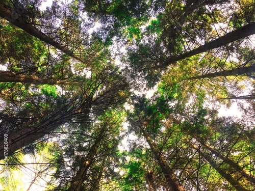 Looking up through the trees