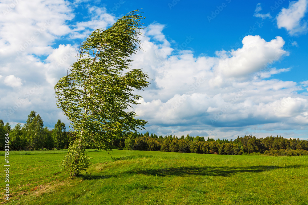 Naklejka premium Birch torn by the wind under blue cloudy sky