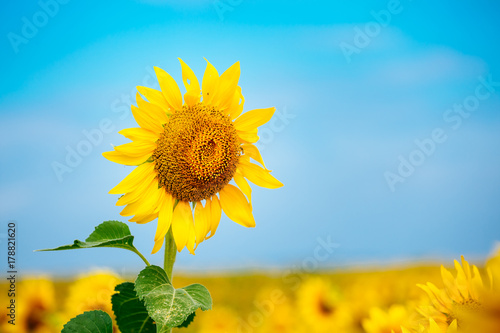 Beautiful landscape with sunflower field over cloudy blue sky and bright sun lights