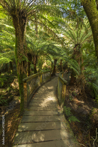 Paths Through Beautiful Forests in the Otways  Australia