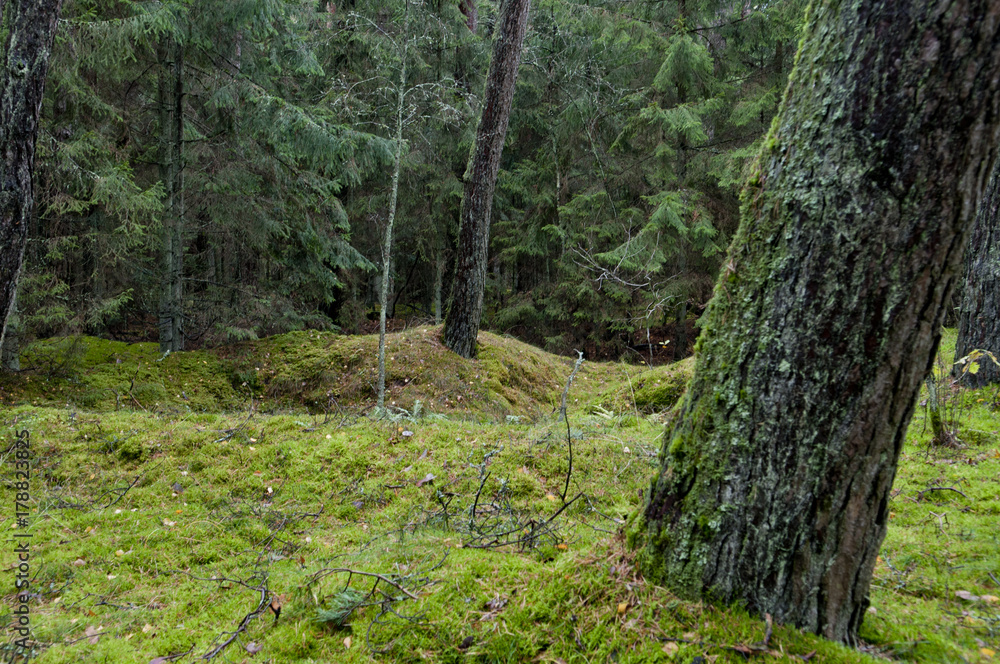 Actual, no modify picture, green gloomy forest at autumn. Wild, untouched nature. Clearly visible moss, tree trunks and green forest deck. Actual, no modify picture, green gloomy forest at autumn. Wild, untouched nature. Clearly visible moss, tree trunks and green forest deck.