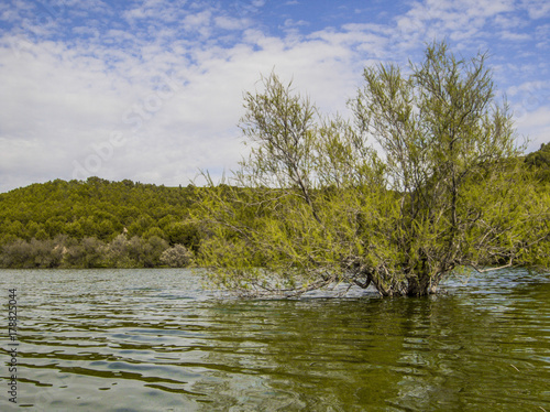 Fototapeta Naklejka Na Ścianę i Meble -  Lake trees