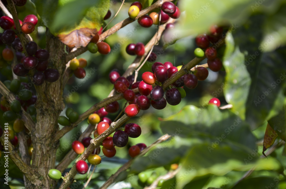 ripped arabica coffee beans attached to the branch and leaves. ripped arabica coffee beans attached to the branch and leaves.