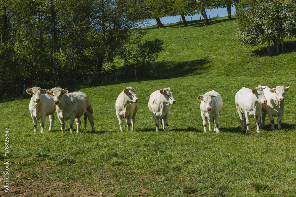 Cows grazing on grassy green field on a bright sunny day. Normandy, France. Cattle breeding and industrial agriculture concept. Summer countriside landscape and pastureland for domesticated livestock Cows grazing on grassy green field on a bright sunny day. Normandy, France. Cattle breeding and industrial agriculture concept. Summer countriside landscape and pastureland for domesticated livestock