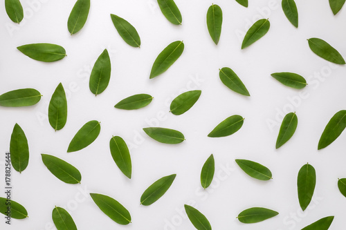 Green leaves pattern isolated on the white background. Top view, flat lay.