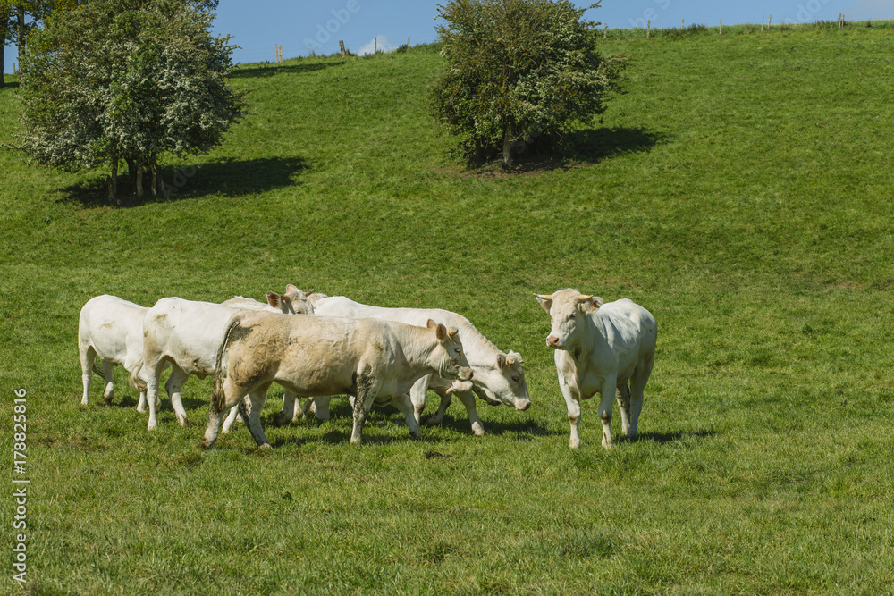 Cows grazing on grassy green field on a bright sunny day. Normandy, France. Cattle breeding and industrial agriculture concept. Summer countriside landscape and pastureland for domesticated livestock Cows grazing on grassy green field on a bright sunny day. Normandy, France. Cattle breeding and industrial agriculture concept. Summer countriside landscape and pastureland for domesticated livestock