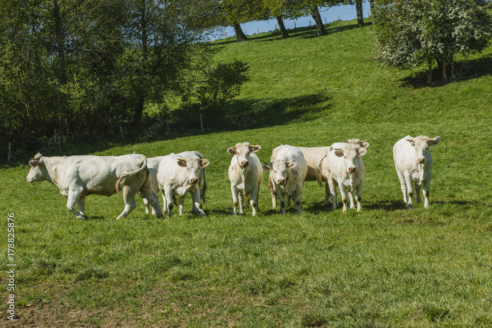 Cows grazing on grassy green field on a bright sunny day. Normandy, France. Cattle breeding and industrial agriculture concept. Summer countriside landscape and pastureland for domesticated livestock Cows grazing on grassy green field on a bright sunny day. Normandy, France. Cattle breeding and industrial agriculture concept. Summer countriside landscape and pastureland for domesticated livestock