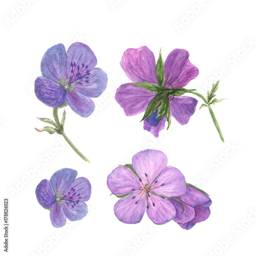 Botanical watercolor illustration of lilac geranium flowers isolated on white background