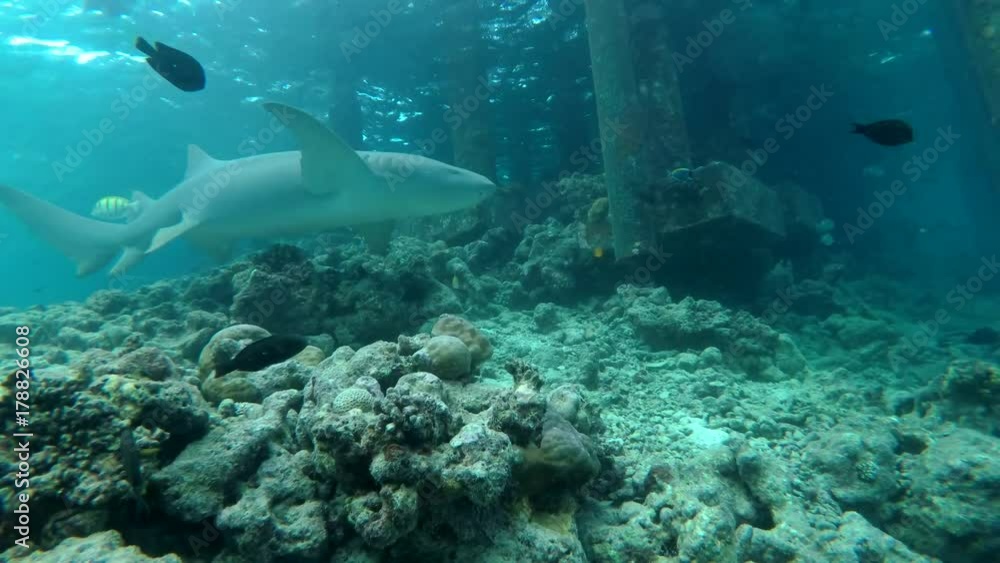 Tawny nurse sharks - Nebrius ferrugineus swim near pier, Indian Ocean, Maldives
Tawny nurse sharks - Nebrius ferrugineus swim near pier, Indian Ocean, Maldives