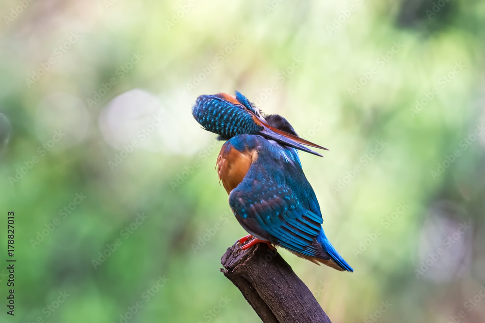 Fototapeta premium Common kingfisher