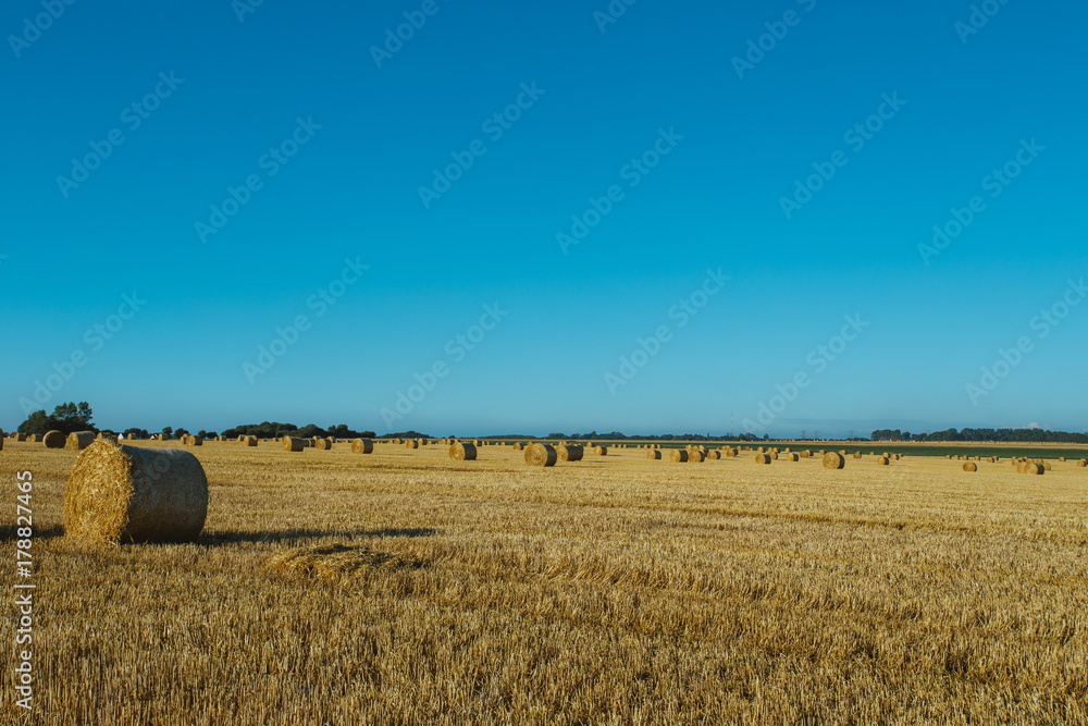 Yellow wheat field with straw bales after harvesting on a sunny day in Normandy, France. Country landscape, agricultural fields in summer. Environment friendly farming, industrial agriculture concept