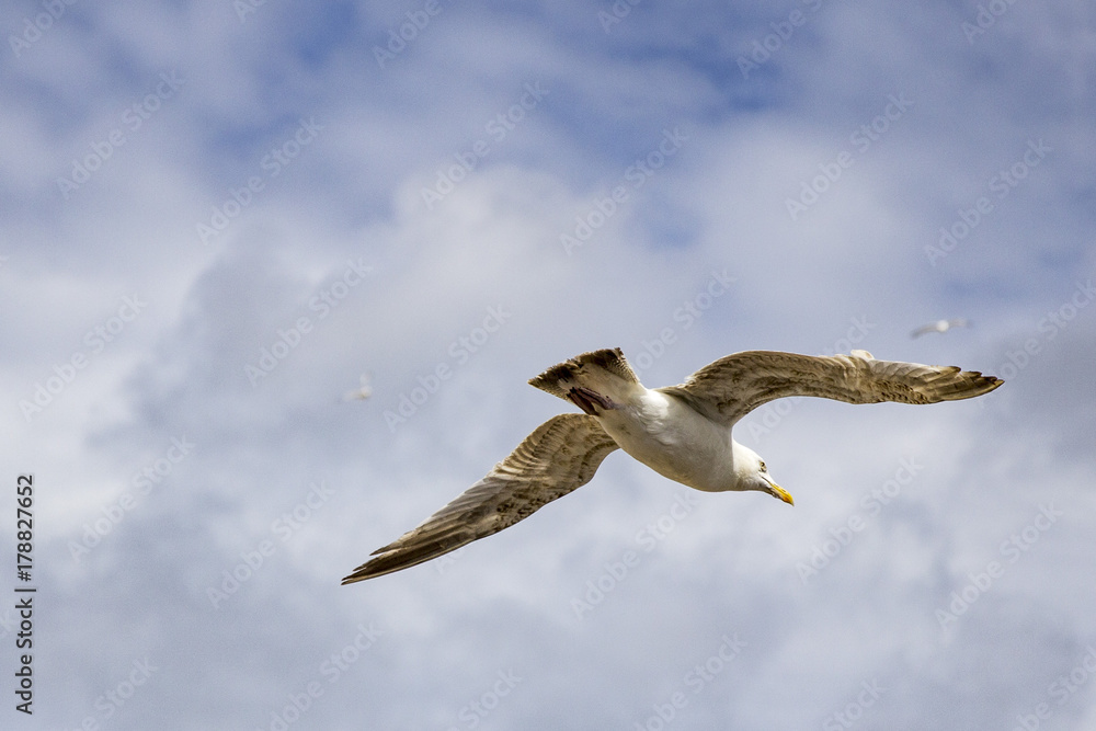 Goeland en vol Goeland en vol