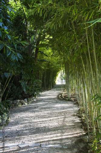 chemin dans une bambouseraie au domaine Rothschild