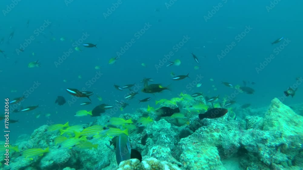 school of Dark Banded Fusilier - Pterocaesio tile and Bluestripe Snapper - Lutjanus kasmira swims in blue water over coral reef, Indian Ocean, Maldives
school of Dark Banded Fusilier - Pterocaesio tile and Bluestripe Snapper - Lutjanus kasmira swims in blue water over coral reef, Indian Ocean, Maldives
