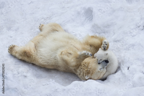 Polar bear with cub 