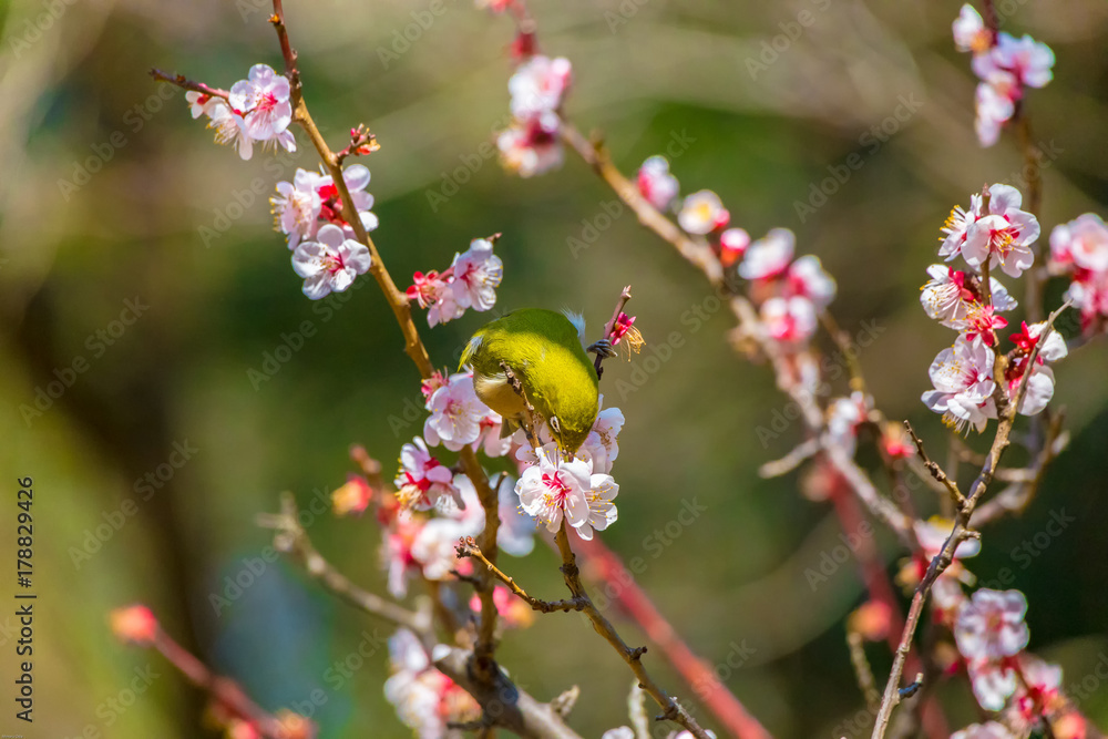 The Japanese White-eye and white plum blossoms. Located in Tokyo Prefecture Japan. The Japanese White-eye and white plum blossoms. Located in Tokyo Prefecture Japan.