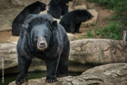 Asian black bears standing on the rock