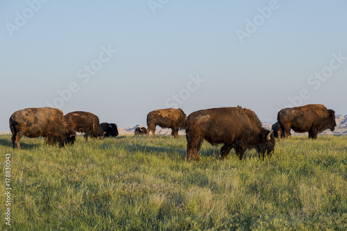 Bison in the Badlands