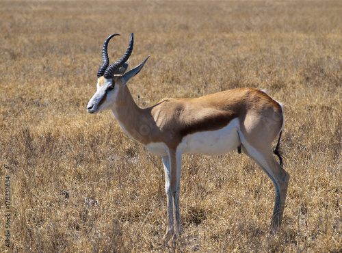 Fototapeta Naklejka Na Ścianę i Meble -  Springbok in the Central Kalahari Game Reserve, Botswana