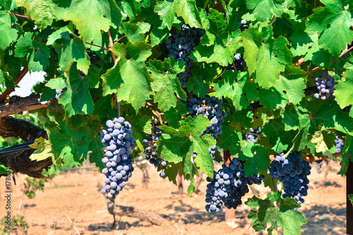 Lot of bunches of black grapes on the vine