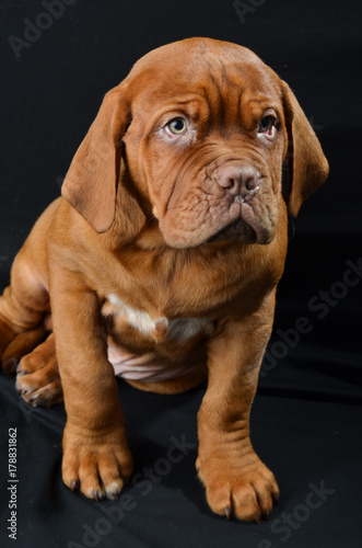 Beautiful dog puppy in the studio