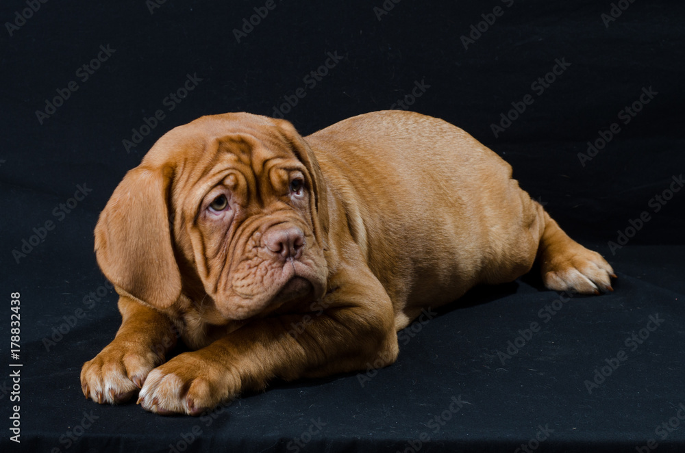 Beautiful dog
puppy in the studio Beautiful dog
puppy in the studio