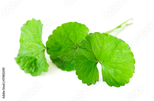 Closeup leaf of Gotu kola, Asiatic pennywort, Indian pennywort on white background with water drop, herb and medical concept, selective focus