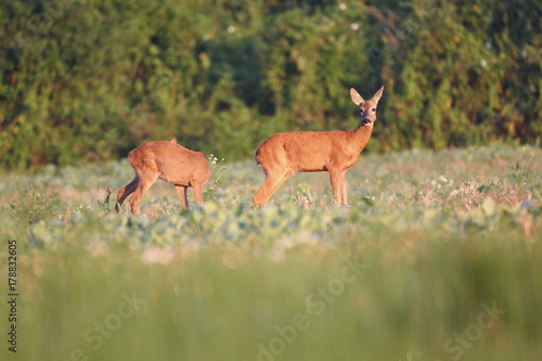 Capreolus capreolus   Roe Deers walking on the agricultural field. Wildlife animals. Europe  Slovakia.