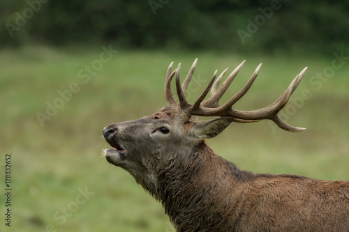 Beautiful stag with great antlers on green meadow