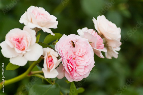 Natural summer background with David Austin pink rose. Beautiful blooming flower on green leaves background.