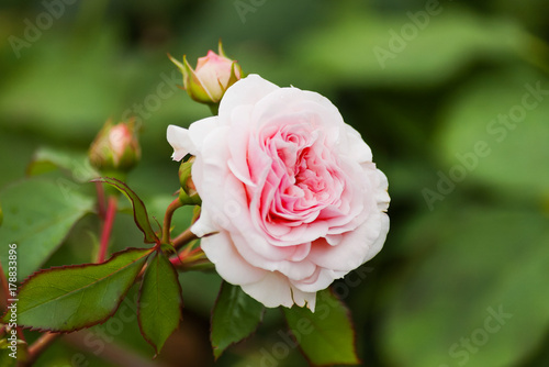 Natural summer background with David Austin pink rose. Beautiful blooming flower on green leaves background.