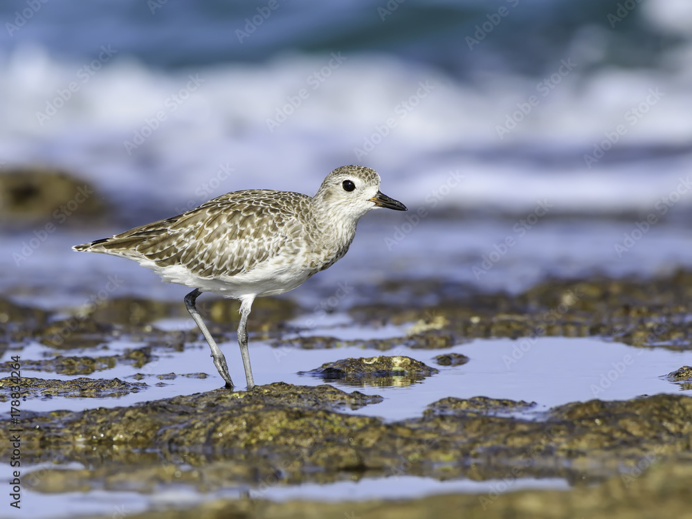 Grey Plover Standing on the Beach Grey Plover Standing on the Beach