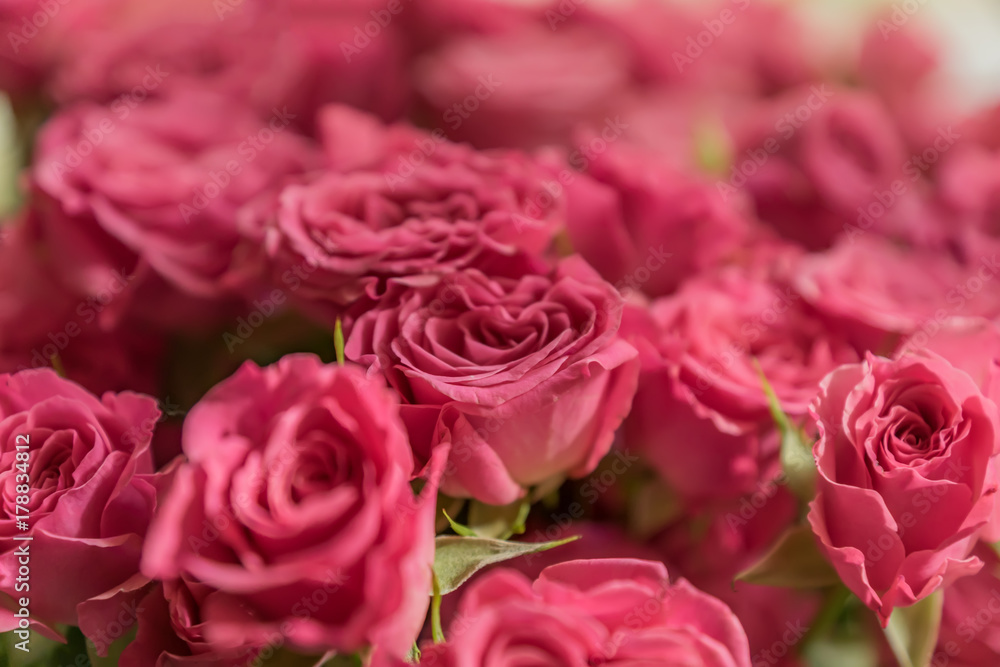 bunch of pink roses background, soft focus bunch of pink roses background, soft focus