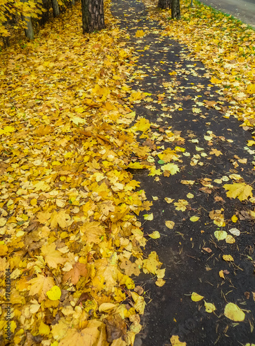 Autumn leaves. a path in the city strewn with fallen multicolored leaves