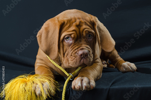 
puppy of the Bordor dog in the studio
 photo