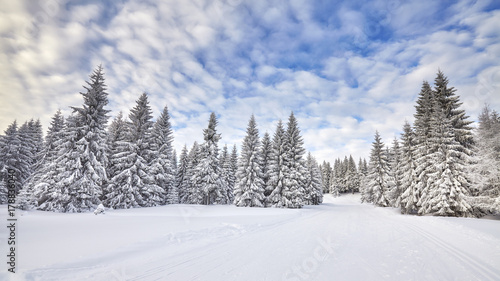 Winter landscape with snow covered trees © MaciejBledowski