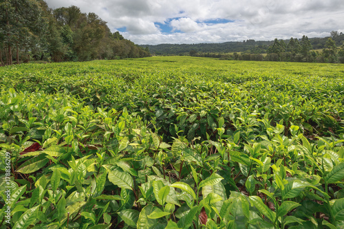 Magwa Tea Plantation
