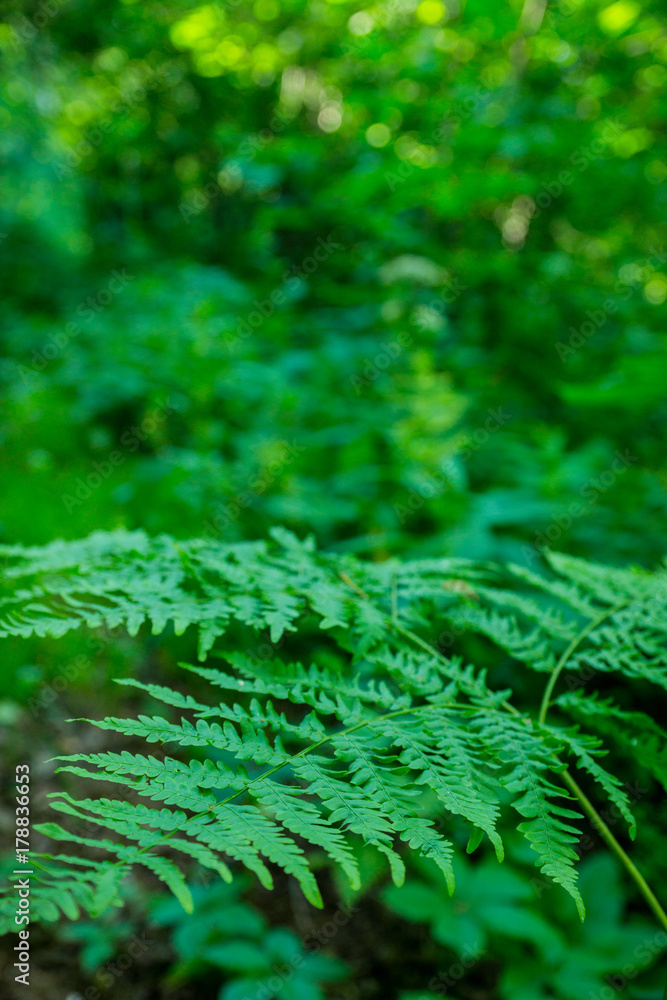 Beautiful fern leaves in the forest. Selective focus. Beautiful fern leaves in the forest. Selective focus.
