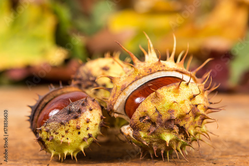 Closeup with horse chestnuts in shell and autumn background