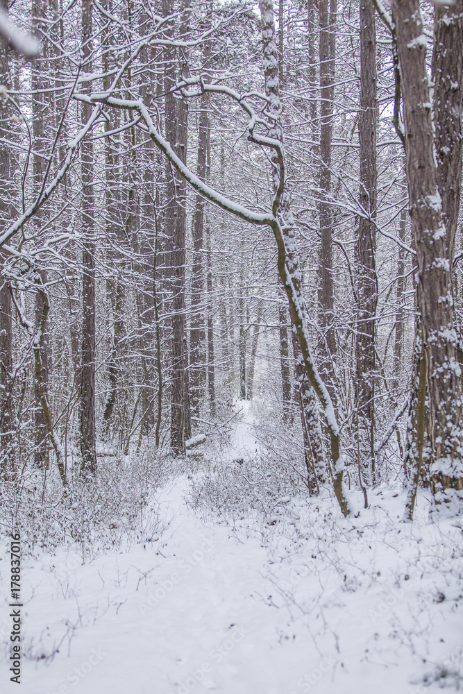 Fototapeta premium winter forest 