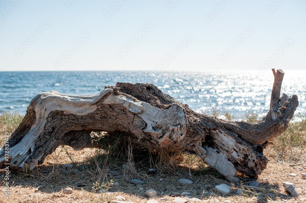 Holzstamm am Strand