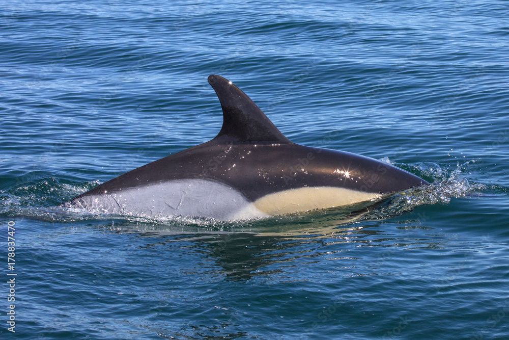 Fototapeta premium Dolphin Swimming in the Algarve