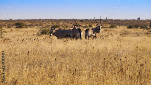 Fotografie Oryx in the Central Kalahari Game Reserve, Botswana