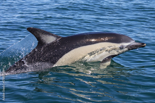 Dolphin Swimming in the Algarve © chrisdorney